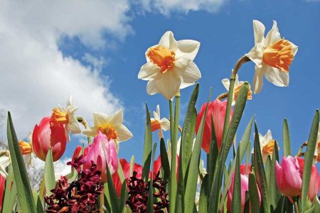 Yellow And White Daffodils